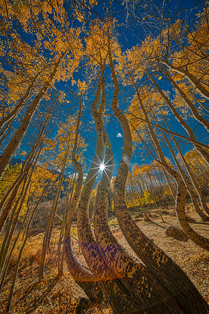 Dancing Aspens Ophir Colorado