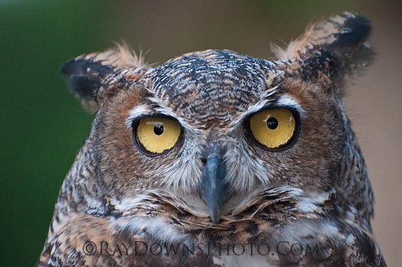 Great Horned OWL-Bubo virginianus