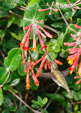 Hummingbird drinking out of coral honey suckle