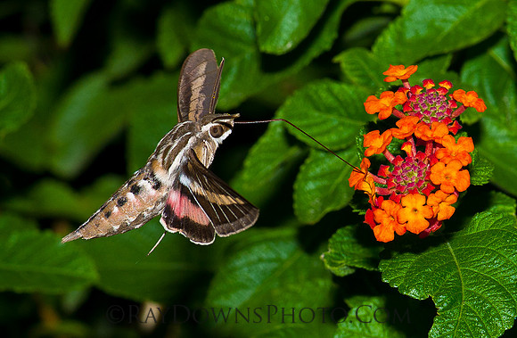 Hummingbird Moth