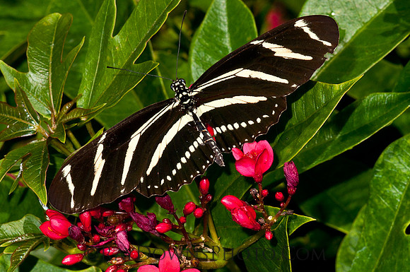 Zebra Heliconian - Heliconius charitbonia