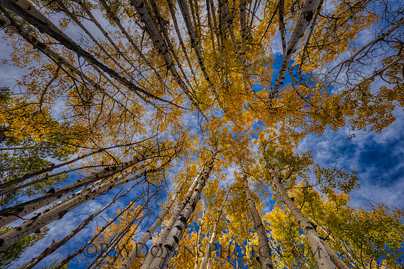 Fall Aspens in AZ