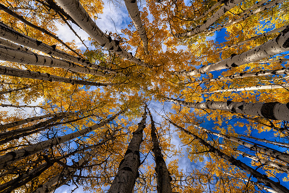 Fall Aspens in AZ