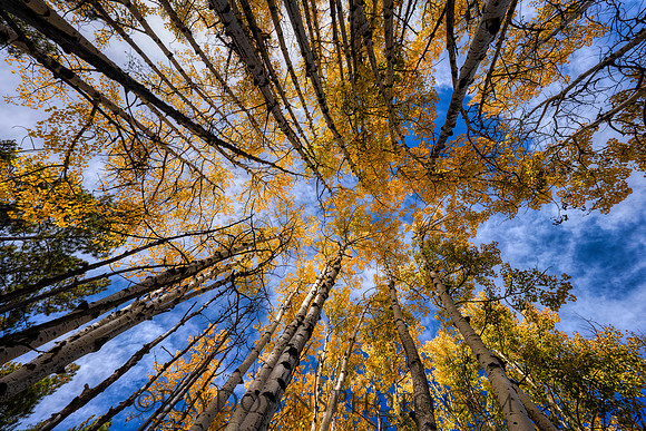 Fall Aspens in AZ