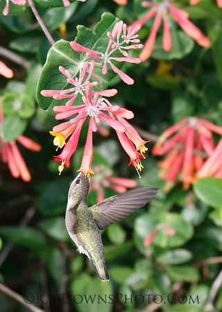 Hummingbird drinking out of coral honey suckle