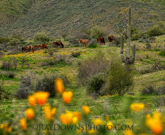 Wild Horses on Tonto NF