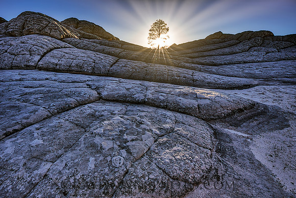 White Pocket AZ - Lone Tree Sunburst