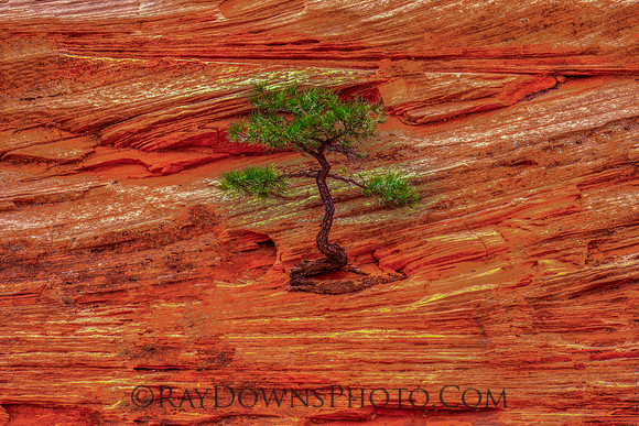 Zion Bonsai Tree