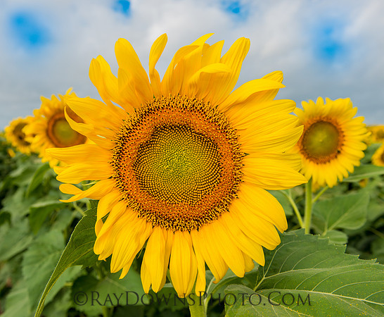 Texas Sunflowers