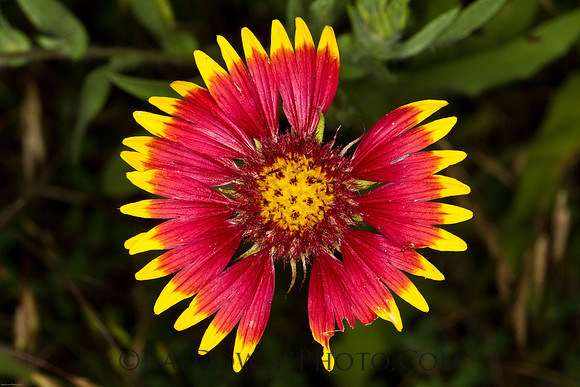 Indian Blanket