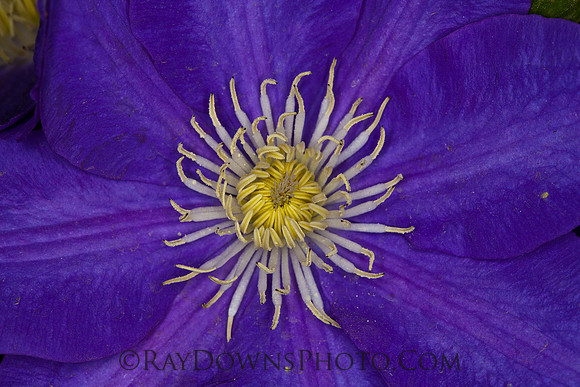 blue, clematis
