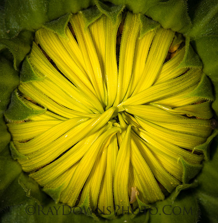 Sunflower Close up