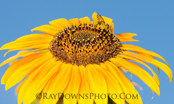 Bee on Sunflower