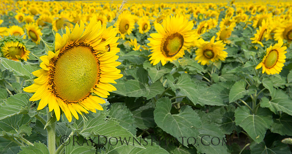 Sunflowers