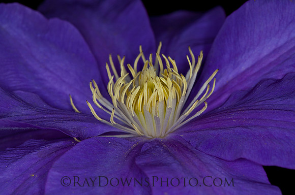 blue, clematis