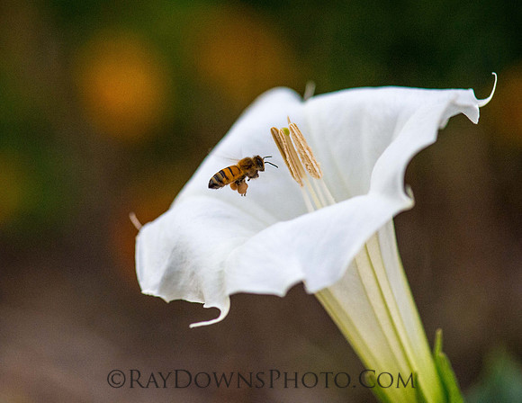 Honey Bee on Moonflower