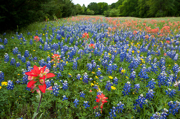 Texas Wildflowers bluebonnets