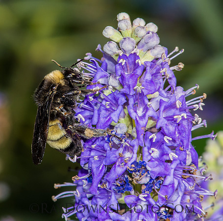 Bumble Bee on flower
