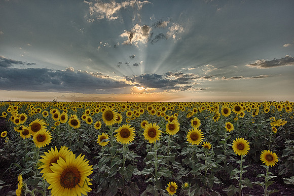 sunflowers and sunset