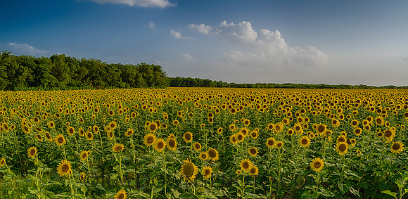 Sunflowers and clouds