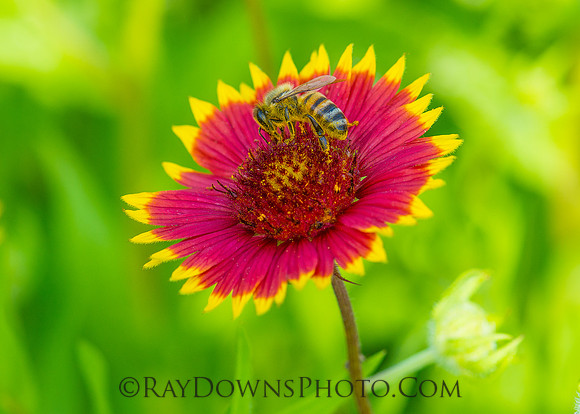 Firewheel flower- Kichina prairie Ennis TX