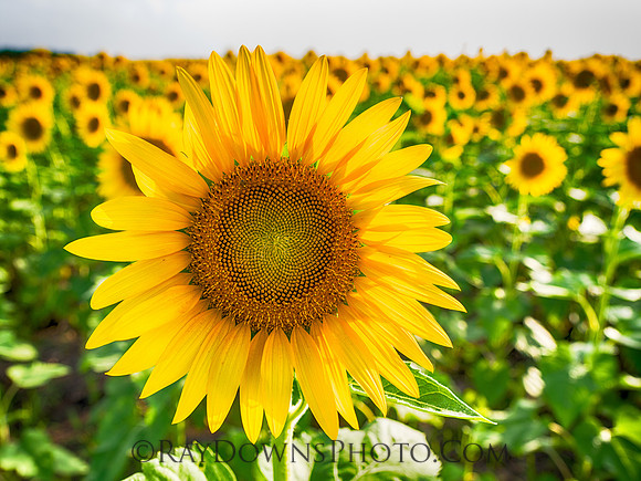 Sunflowers and clouds