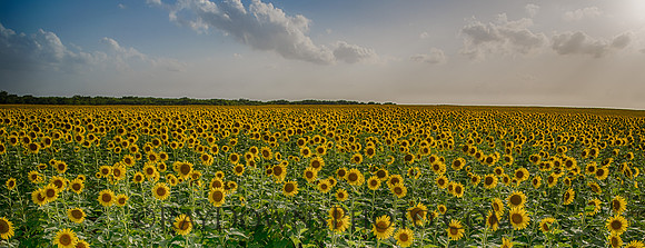 Sunflowers and clouds