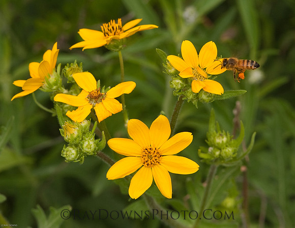 Yellow Flowers with Bee