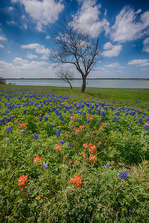 Ennis Bluebonnet Trail 2017