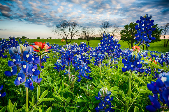Blue Bonnets