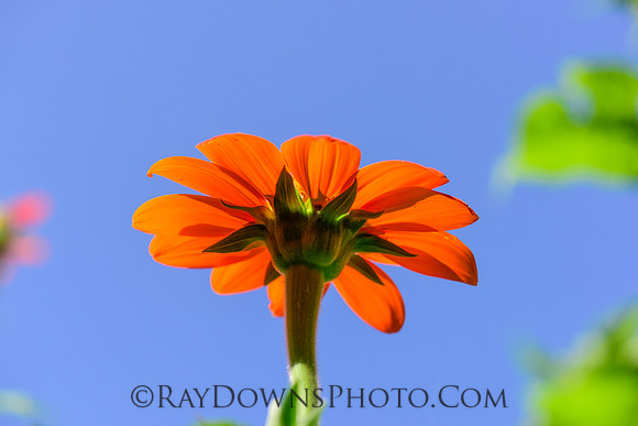 Mexican Sunflower