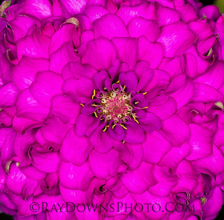 zinnia