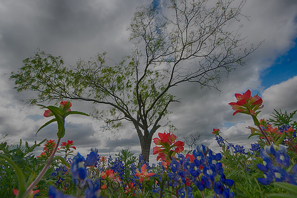 Ennis Bluebonnet Trail 2017