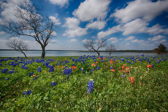 Ennis Bluebonnet Trail 2017
