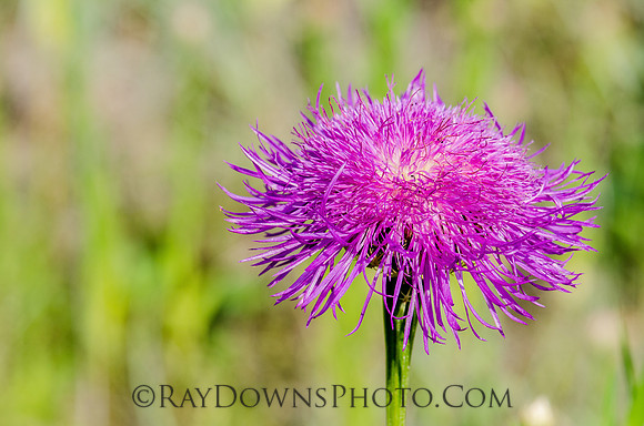 Basket Flower