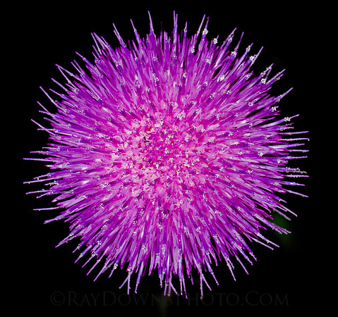Thistle