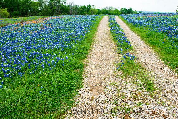 Bluebonnet road