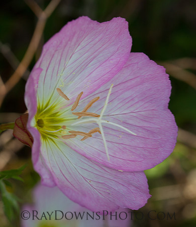 Showy Primrose - Evening Primrose