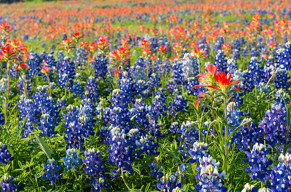 Texas Bluebonnets and Indian Paintbrush