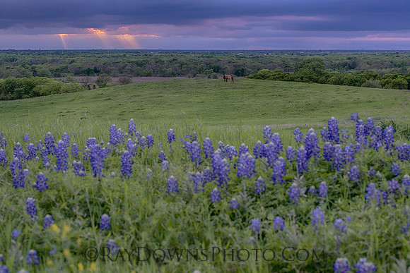 Ennis Bluebonnet Trail 2017