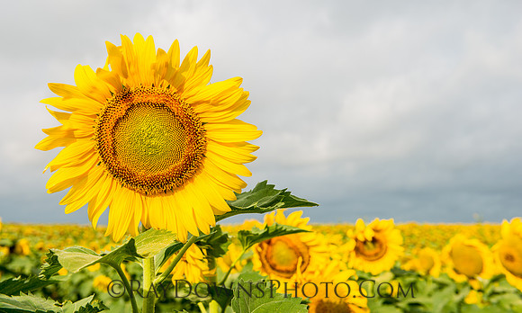 Texas Sunflowers