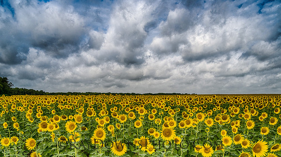 Sunflowers and clouds