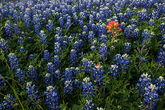 Ennis Bluebonnet Trail 2017