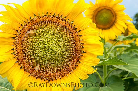 Sunflowers