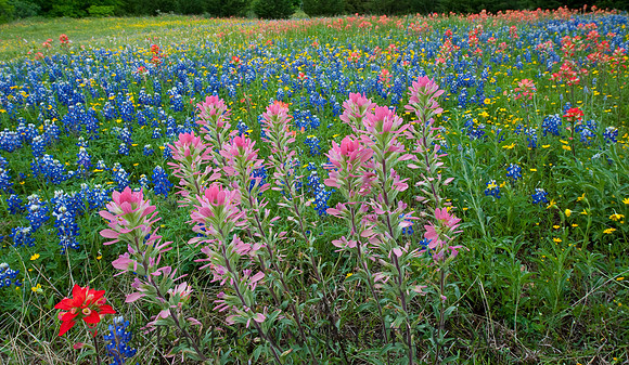 Wildflowers