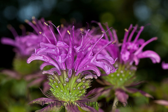 Bee Balm