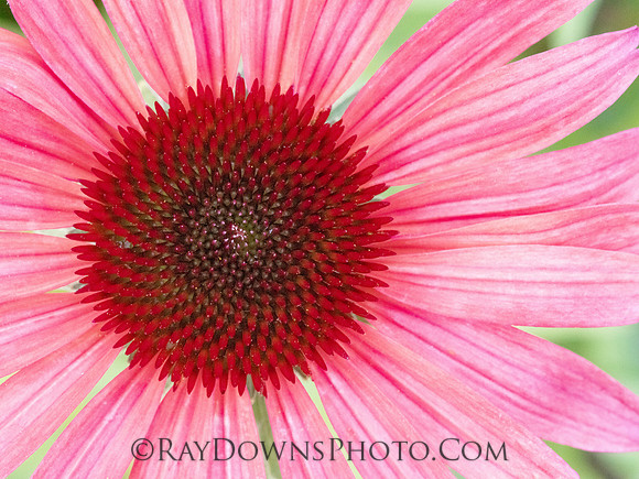 Cone flower