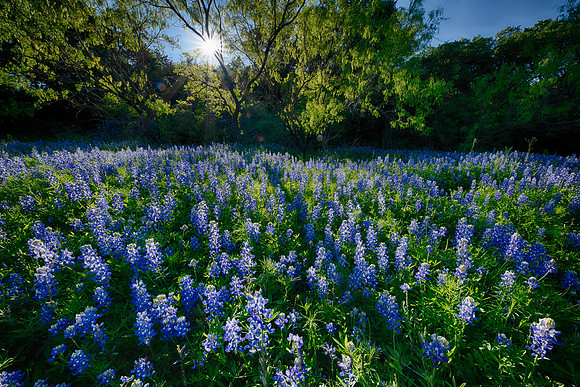 Bluebonnet