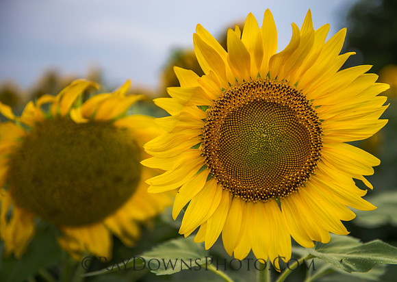 Sunflowers