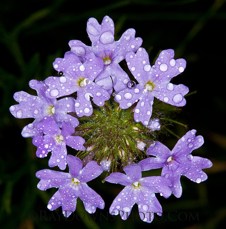 Prairie Verbena, Dakota Vervain